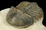 Bargain, Struveaspis Trilobite (Small Eyed Phacopid) #100389-4